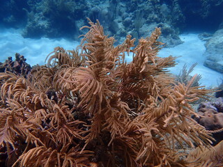 coral reef in the sea 