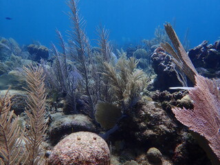 coral reef in the sea 
