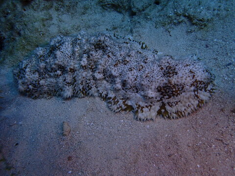 sea cocumber in the sea 
