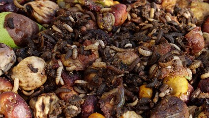 Black soldier fly larvae on food waste. Black soldier fly larvae used for composting household food scraps and agricultural waste products