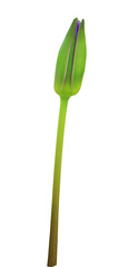 Close up lotus or water lily or Nymphaea bud isolated on transparent background.
