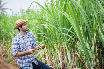 Proud Farmer Standing in Sugarcane Field, Observing Growth and Health of Crops, Reflecting on Agricultural Success and Sustainable Farming Practices