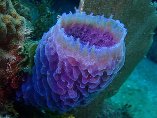barrel sponge