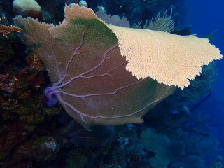 coral reef in the ocean 