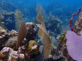 coral reef in the ocean 