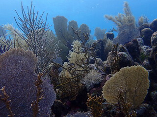 coral reef in the ocean 
