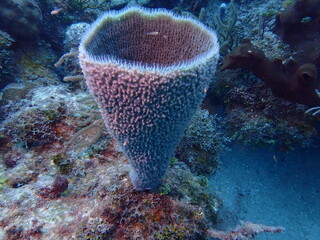 barrel sponge