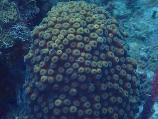 coral reef in the ocean 