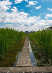 田んぼと田んぼの通り道