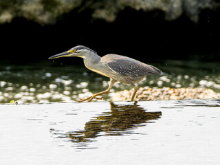水辺のササゴイ