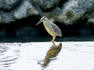 水辺のササゴイ