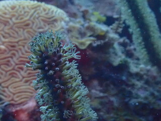coral reef in the ocean 