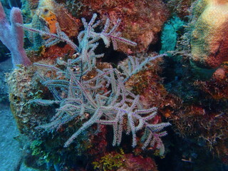 coral reef in the ocean 