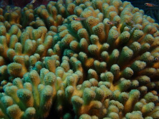 coral reef in the ocean 