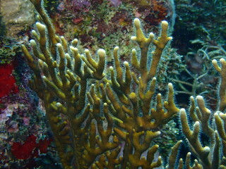 coral reef in the ocean 