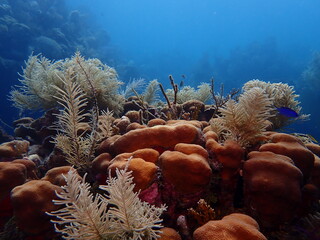 coral reef in the sea
