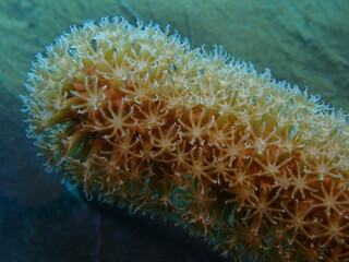 coral reef in the sea