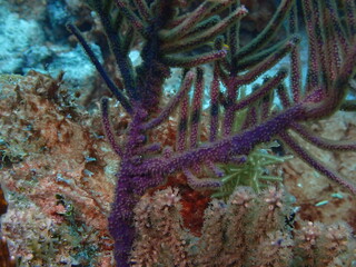 coral reef in the sea