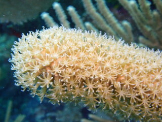 coral reef in the sea