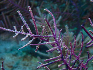 coral reef in the sea
