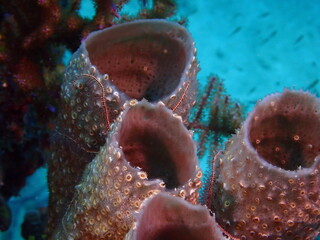 coral reef in the sea
