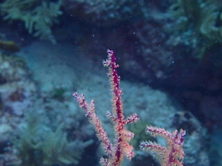 coral reef in the sea