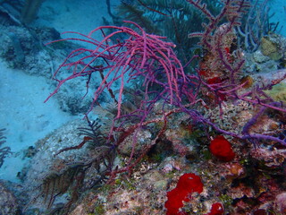 coral reef in the sea