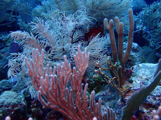 coral reef in the sea