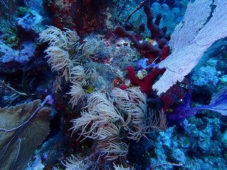 coral reef in the sea