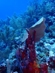 coral reef in the sea