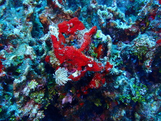 coral reef in the sea