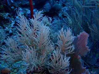 Obraz premium coral reef in the sea