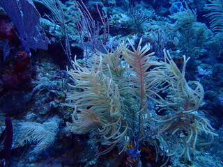 coral reef in the sea