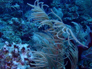 coral reef in the sea