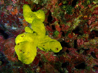 coral reef in the sea