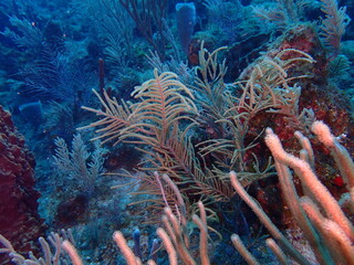 coral reef in the sea