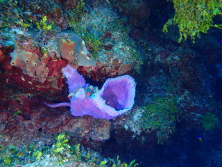 coral reef in the sea