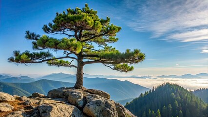 Obraz premium Big pine tree standing tall on a high mountain , pine tree, mountain, nature, landscape, wilderness, outdoor, majestic, scenery