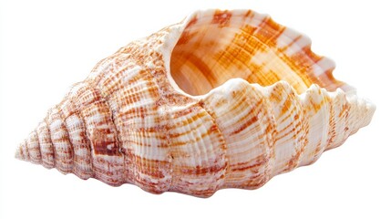 Obraz premium Seashell closeup. Isolated on white background. Clipping path. stock photo 