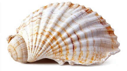 Obraz premium Seashell closeup. Isolated on white background. Clipping path. stock photo 