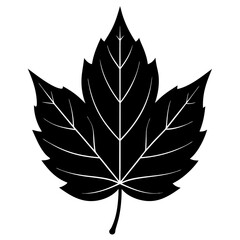 leaf isolated on white, leaf vector illustration, autumn vector art, leaf silhouette, thanksgiving vector icon, autumns cartoon line art, eps