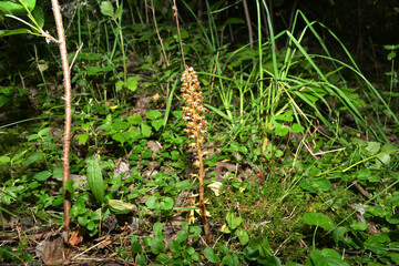Nematode nestling - Neottia nidus-avis - orchid grows in wild forest.