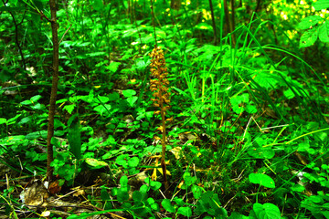 Nematode nestling - Neottia nidus-avis - orchid grows in wild forest.