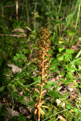 Nematode nestling - Neottia nidus-avis - orchid grows in wild forest.