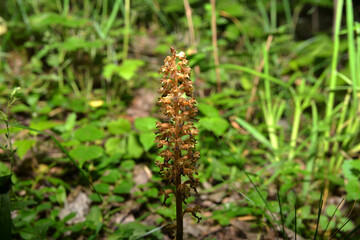 Nematode nestling - Neottia nidus-avis - orchid grows in wild forest.