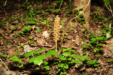 Nematode nestling - Neottia nidus-avis - orchid grows in wild forest.