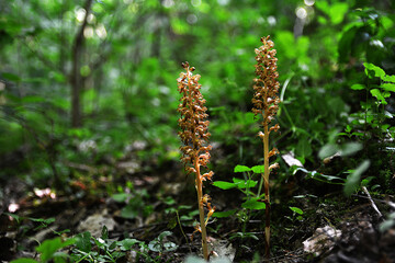 Nematode nestling - Neottia nidus-avis - orchid grows in wild forest.