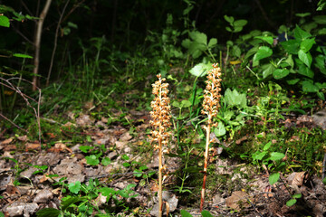 Nematode nestling - Neottia nidus-avis - orchid grows in wild forest.