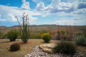 A picturesque desert landscape showcases flowering cacti and other desert plants under a bright,...