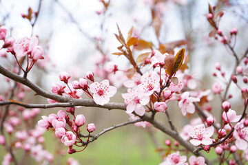 Beautiful blossoming branch on spring day, closeup